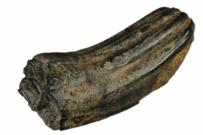 Pleistocene Aged Fossil Horse Tooth - South Carolina #178864
